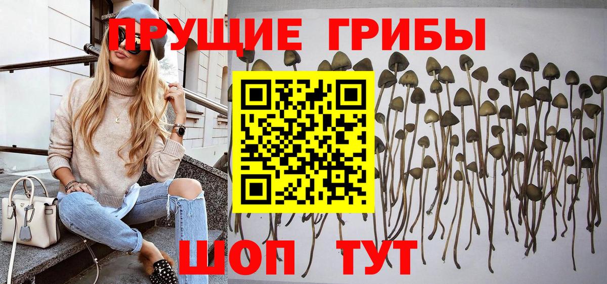 Галлюциногенные грибы Cubensis  Дедовск  Галлюциногенные грибы Psilocybine cubensis 